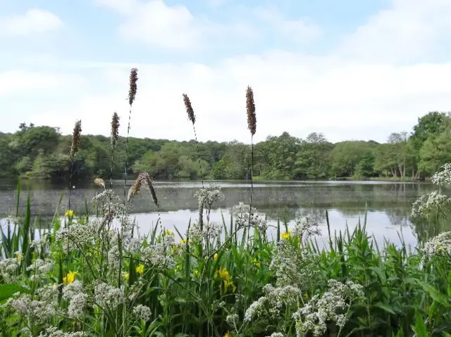 Plants and a lake