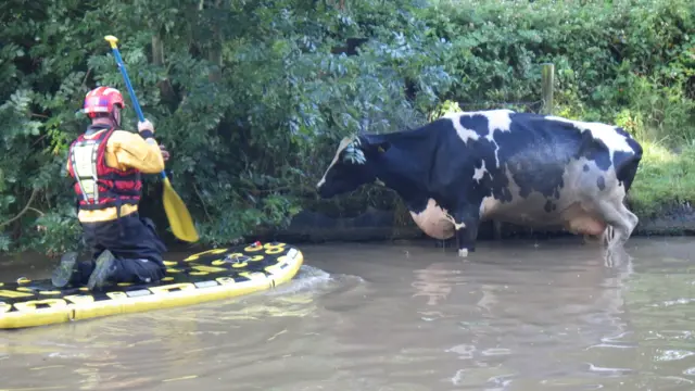 Cow in canal