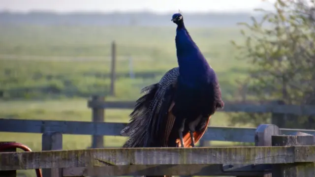 One of Frances White's peacocks