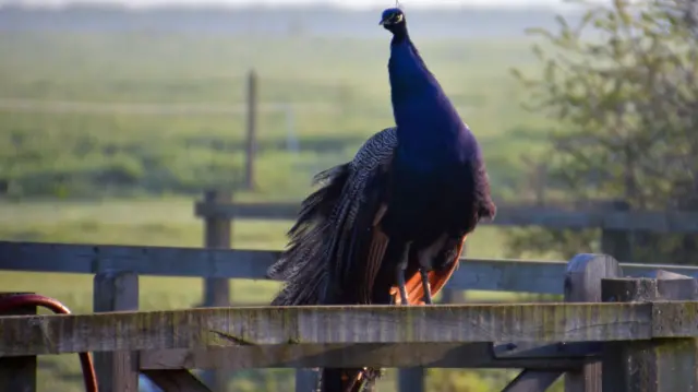 Peacock