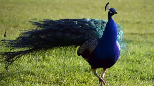 A peacock