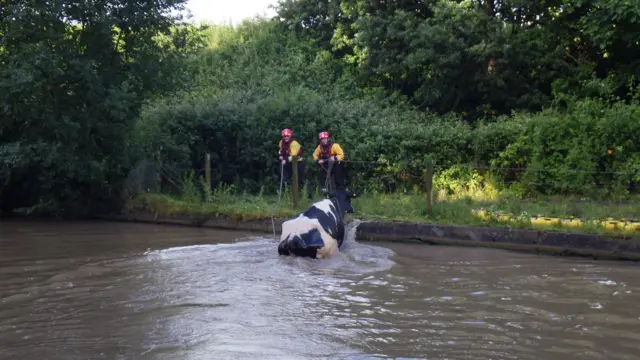 Cow making way back to field