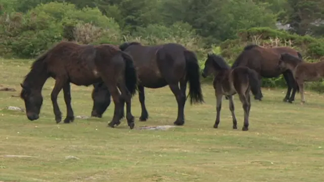 Dartmoor ponies