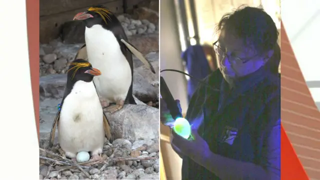 Penguins and zoo keeper. Pics: Jason Keller/Living Coasts
