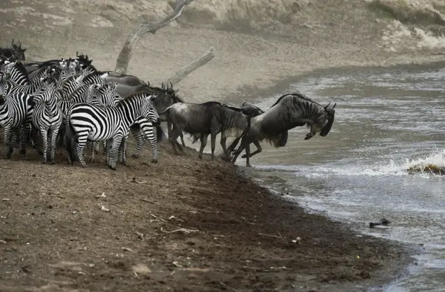 A wildebeest jumping into a river with zebras looking on