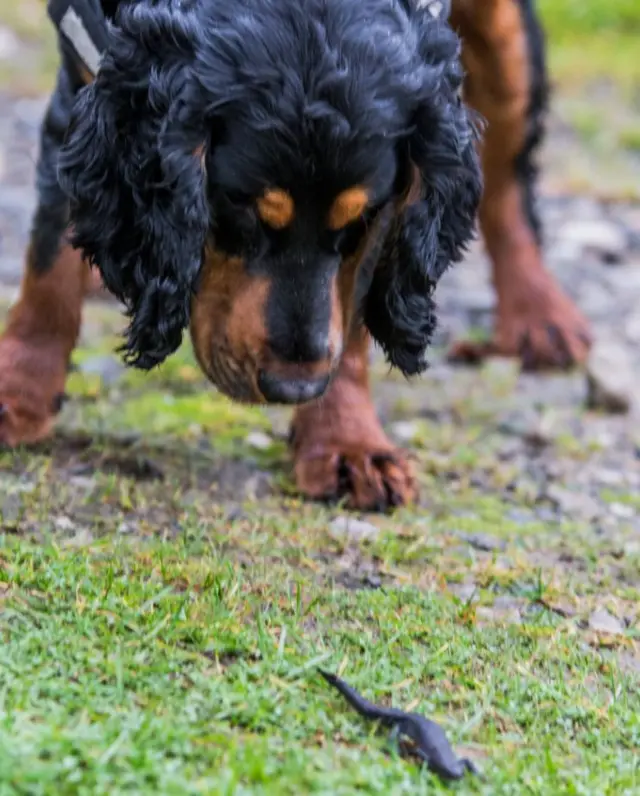 Rocky the spaniel