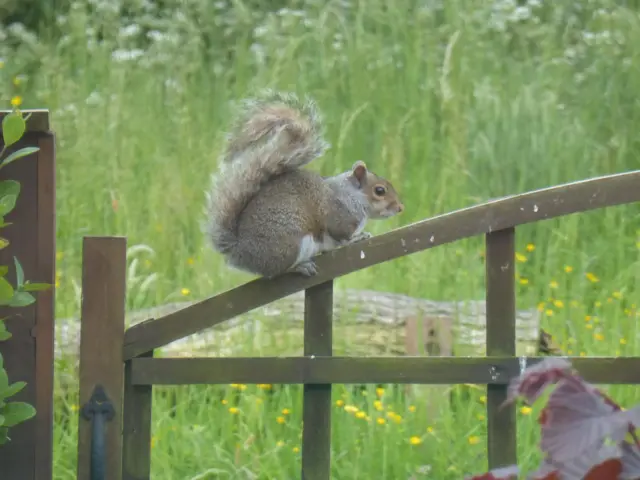 Squirrel Heanor