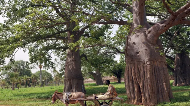 A donkey cart passing baobab trees in Senegal