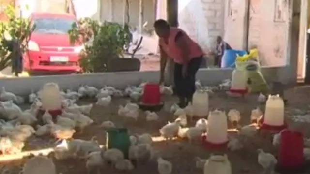 Fatima Mussagy feeding her chickens