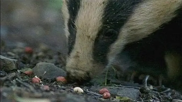 Badger