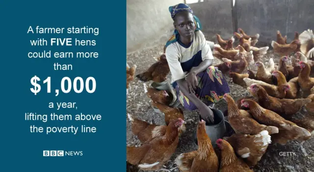 A data photo about chicken farming in Africa