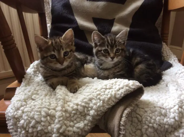 Mambo and May nine week old kittens being cared for by Rain Rescue