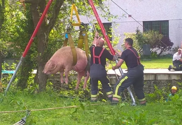 Pig rescue