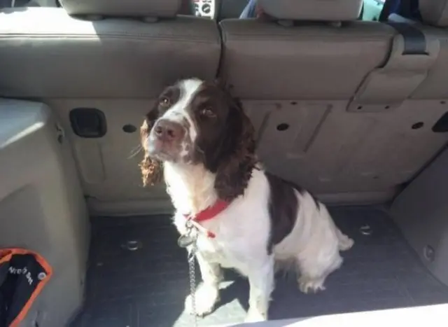 Benson the Springer Spaniel