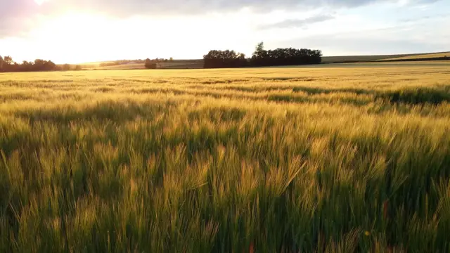 Somme fields