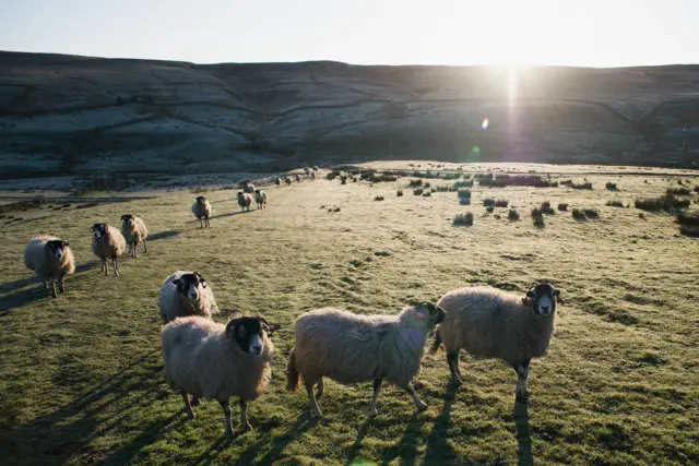 Sheep on Yorkshire moors