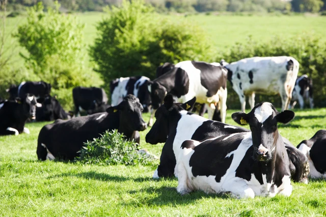 Dairy cows in field