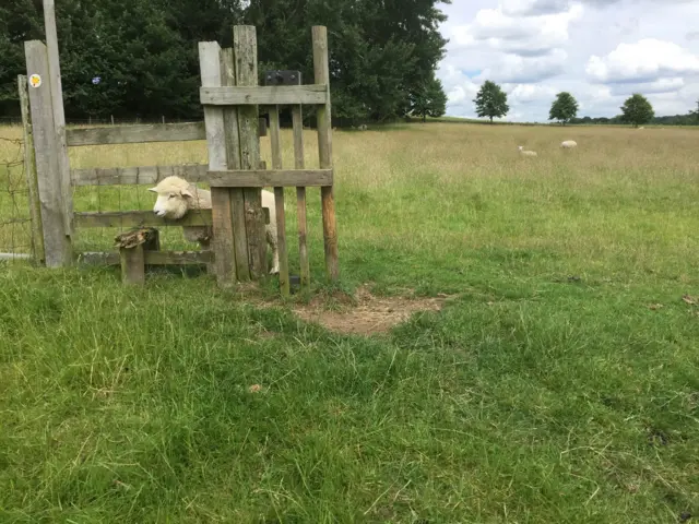 sheep stuck in fence