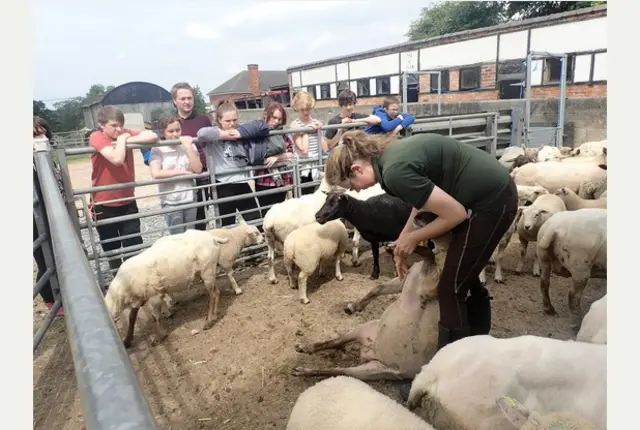 Children watching sheep