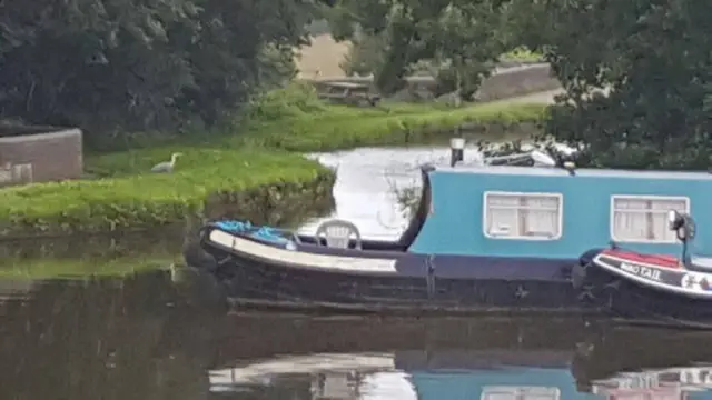 Heron at canal