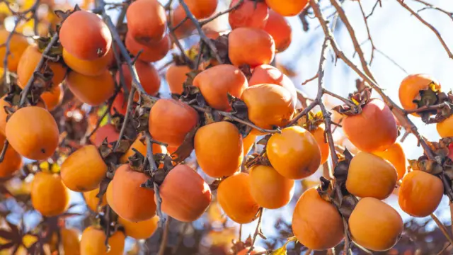 Persimmon. Pic: Thinkstock