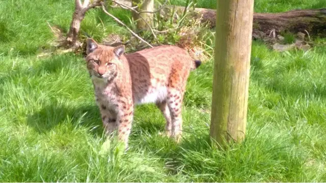 Flaviu the lynx. Pic: Dartmoor Zoo