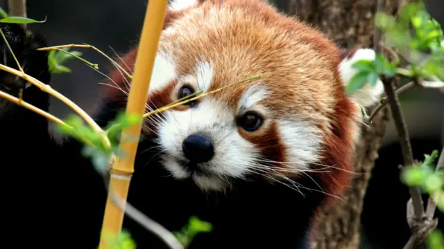 Red panda. Pic: Thinkstock