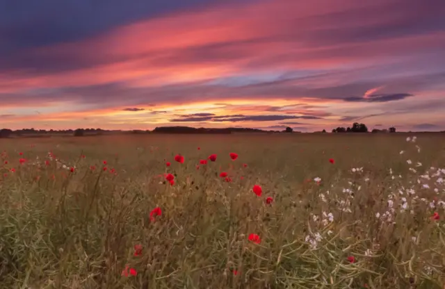 Evening Poppies