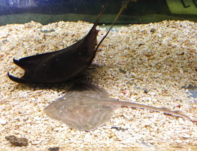 Bay small-eyed ray. Pic: Blue Reef Aquarium