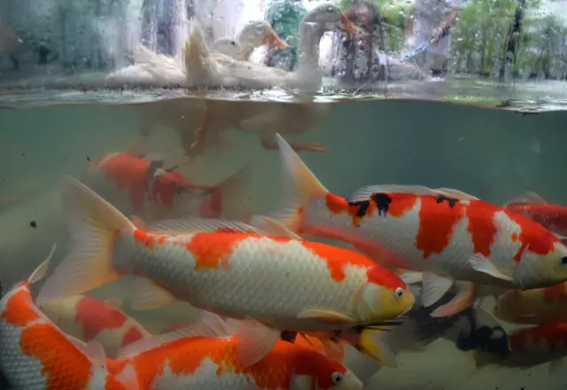 Ducks and fish at an aquarium