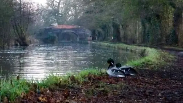 Ducks by river