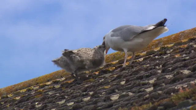 Seagulls on roof