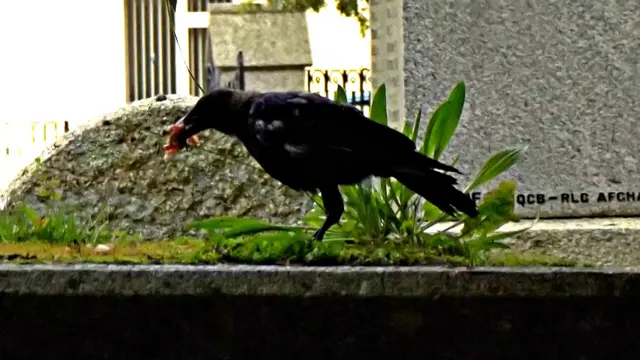 Crow eating meat