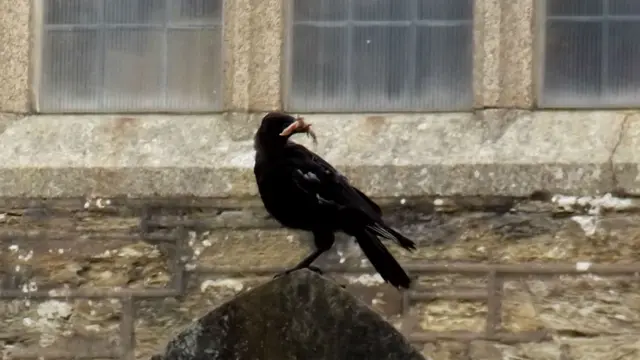 Crow eating. Pic: Andrew Segal