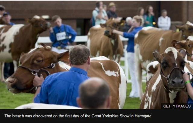 Animal disqualified in udder tampering probe