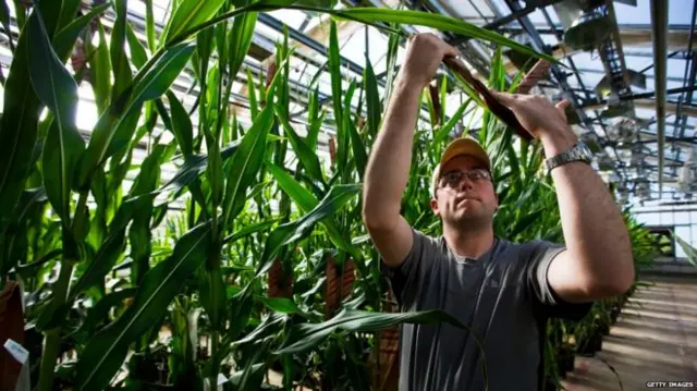 Greenhouse with crops