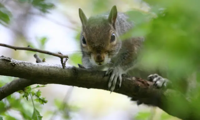 Grey squirrel