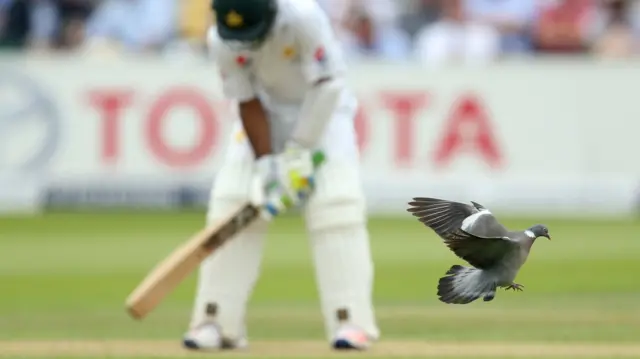 A pigeon on the field at Lord's