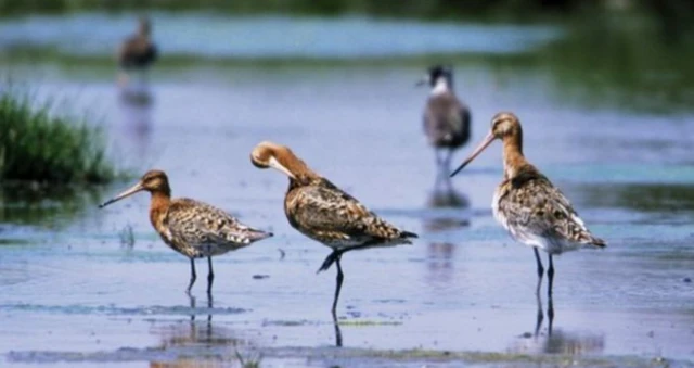 Plans to build new habitats in East Yorkshire