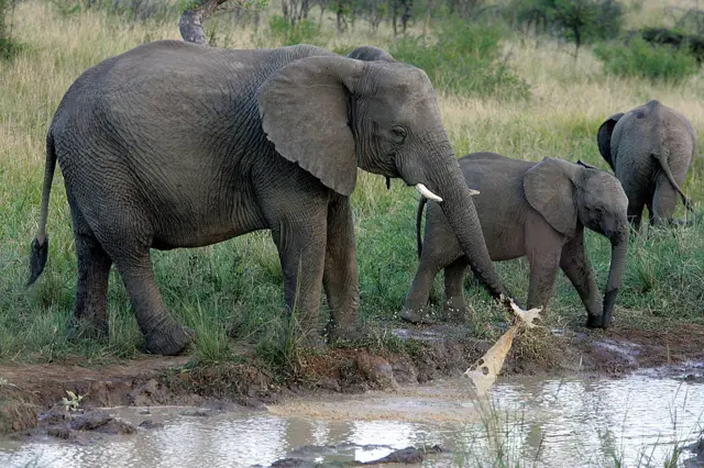 Hluhluwe-Imfolozi Park elephants