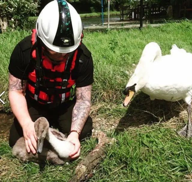 Fenland Animal Rescue help a swan with a broken leg