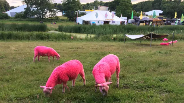 Pink sheep at Latitude