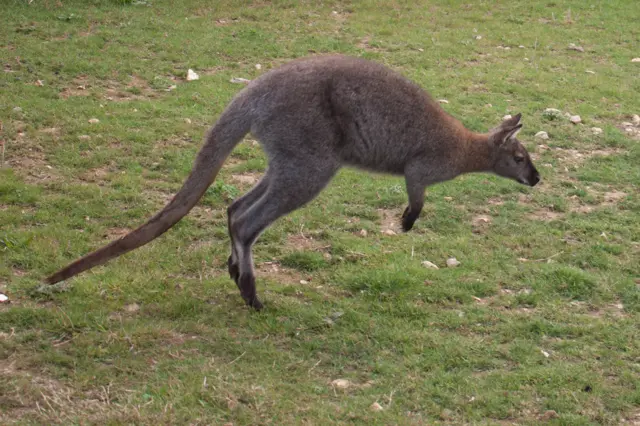 Wallaby