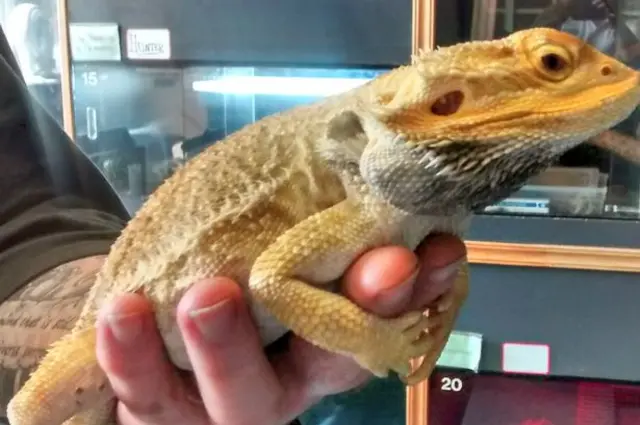 Bearded dragon lizard