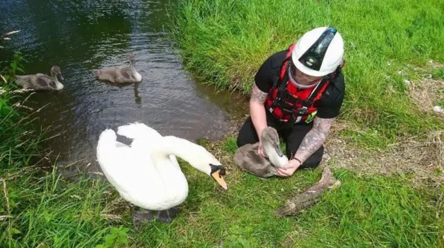 Fenland Animal Rescue help a swan with a broken leg