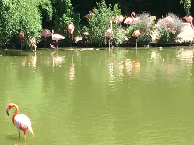 Flamingos