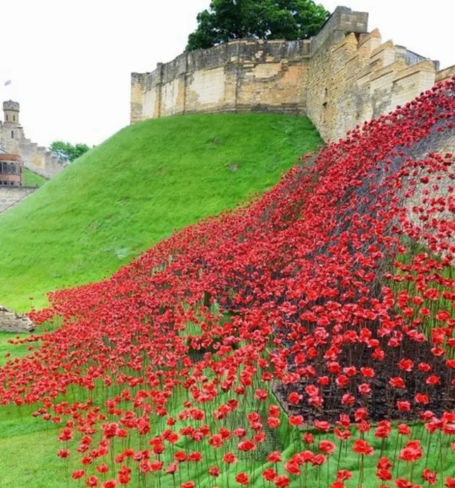 Poppies