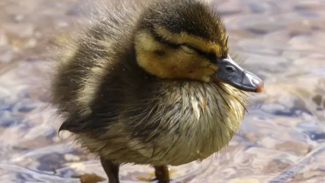 Baby duckling at Trentham Estate