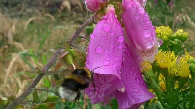 Raindrops on foxgloves and a bee