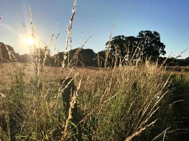 Sunny field